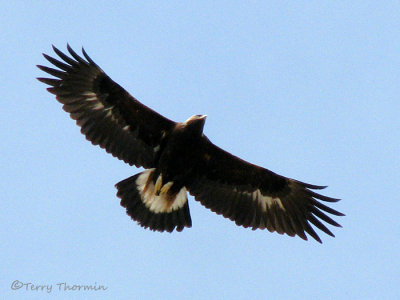 Golden Eagle juvenile in flight 1a.jpg