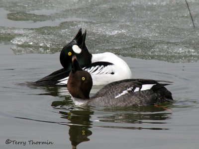 Common Goldeneyes courting 1a.jpg