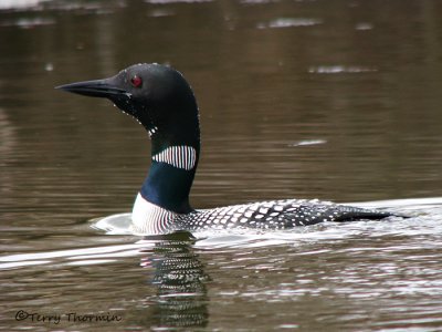 Common Loon 12a.jpg