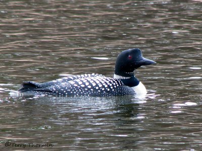 Common Loon 17a.jpg