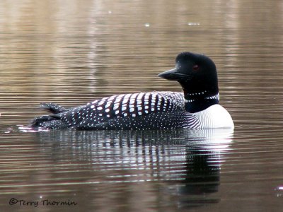 Common Loon 18a.jpg