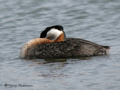 Red-necked Grebe resting 2a.jpg