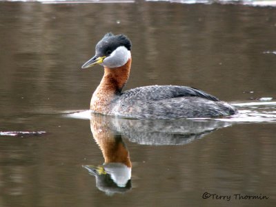 Red-necked Grebe 17a.jpg