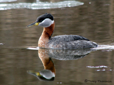 Red-necked Grebe 16a.jpg