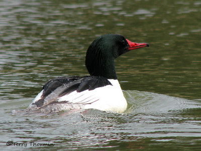 Common Merganser 13a.jpg