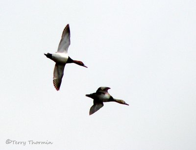 Canvasback pair in flight 1a.jpg