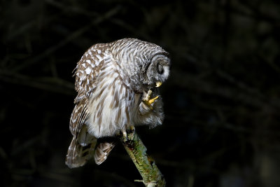 Barred Owl074.jpg