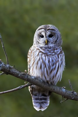 Barred Owl004.jpg