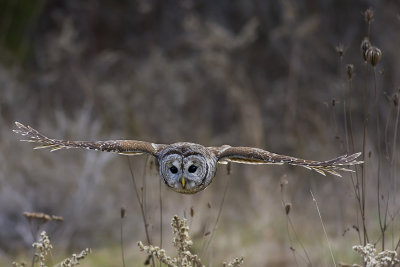 Barred Owl130.jpg