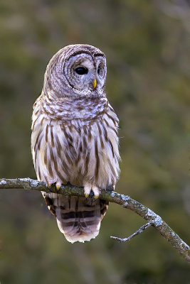 Barred Owl121.jpg