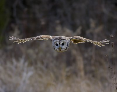 Barred Owl129a.jpg