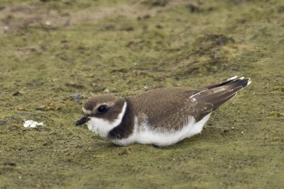 Semi Palmated Plover-7.jpg