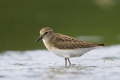 Least Sandpiper062.jpg