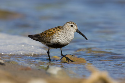 Dunlin-17.jpg