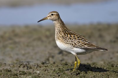 Pectoral Sandpiper001.jpg