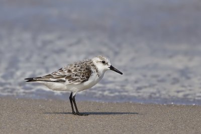 Sanderling012.jpg