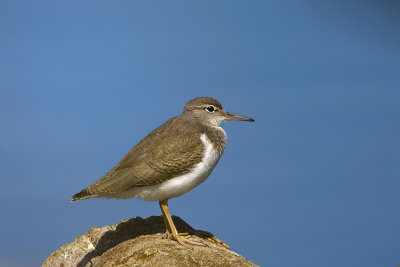 Spotted Sandpiper