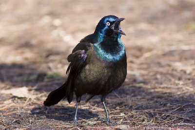 Common Grackle