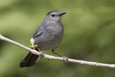 Gray Catbird-13.jpg