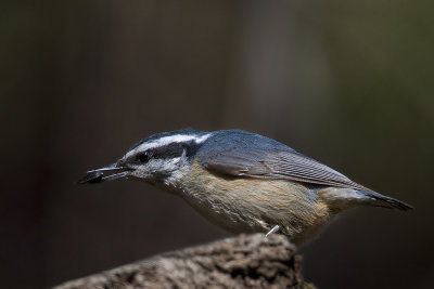 Red Breasted Nuthatch11.jpg
