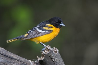 Northern Oriole 28