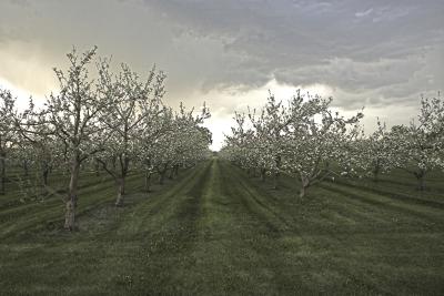 Orchard 1.jpg