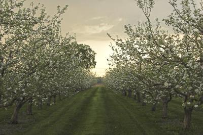 Orchard 3.jpg