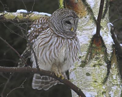Barred Owl 17.jpg