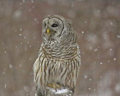 Barred Owl 8.jpg