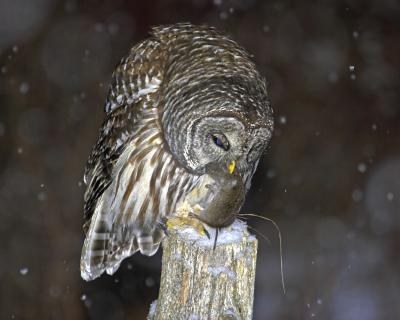 Barred Owl 9.jpg