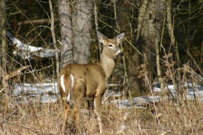 White Tail 1.jpg