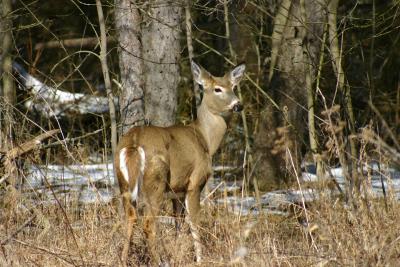 g3/59/635159/3/56230044.WhiteTail1.jpg