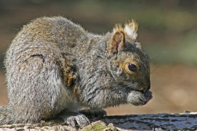 Grey Squirrel 1.jpg