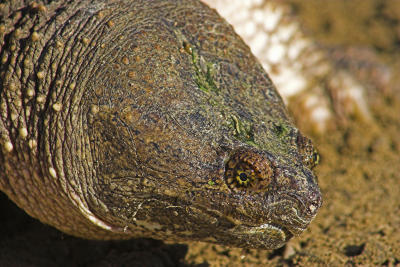 Snapping Turtle