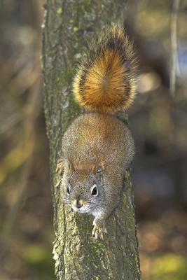 Red Squirrel 2.jpg