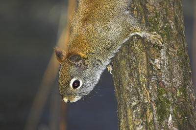 Red Squirrel 4.jpg
