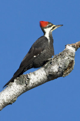 Pileated Woodpecker-29.jpg