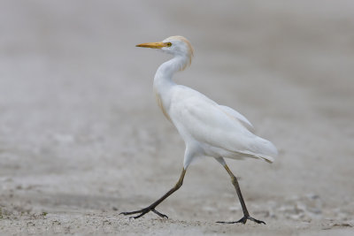 ::Cattle Egrets::