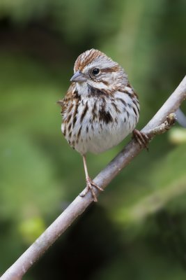 ::SONG SPARROW::
