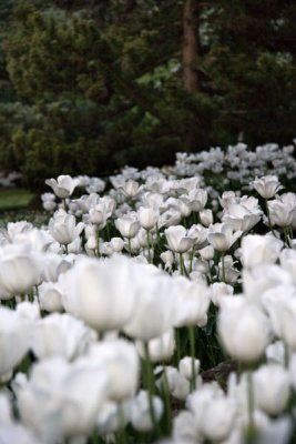 White Tulips