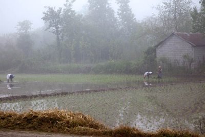 Rice Transplanting in Foggy Paddy