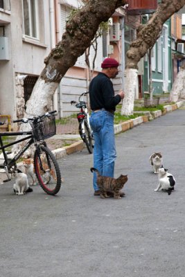 Cats in Istanbul