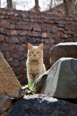 Even cats are red in Abyaneh!