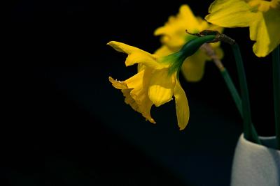 Daffodi