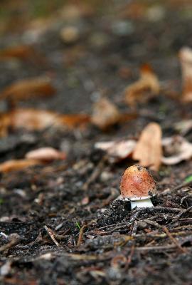 Mushroom birth