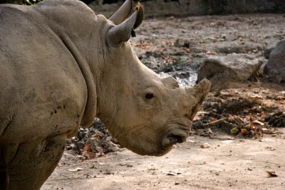 Rhino Portrait !