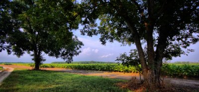 tobacco trees