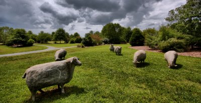 sheep crete