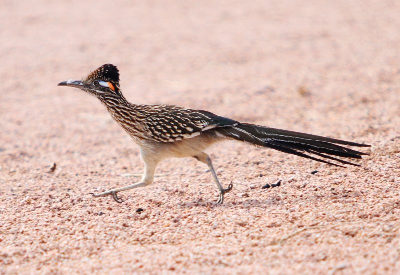 Road Runner