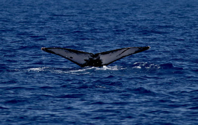 Humpback Fluke